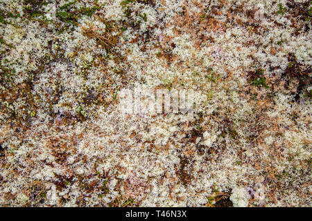 Rocce ricoperta da muschio bianco. Tappeto muschio bianco. Moss su una parete di roccia. Rilievo e texture di pietra con modelli e Moss. Foto Stock