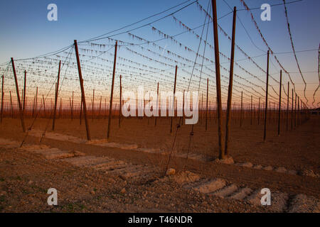 La piantagione di luppolo in primavera al tramonto. Il luppolo agricoltura nella Repubblica Ceca. Foto Stock