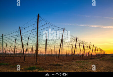 La piantagione di luppolo in primavera al tramonto. Il luppolo agricoltura nella Repubblica Ceca. Foto Stock