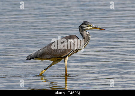 Un Airone cenerino wades rive del Pool Kenfig in cerca di pesce. Kenfig Riserva Naturale, Mid-Glamourgan, REGNO UNITO Foto Stock