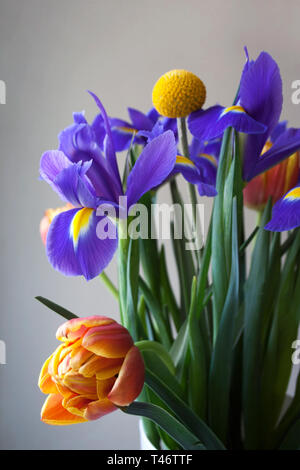 Mazzo di fiori dettaglio con caldo arancio tulipani e iridi blu Foto Stock