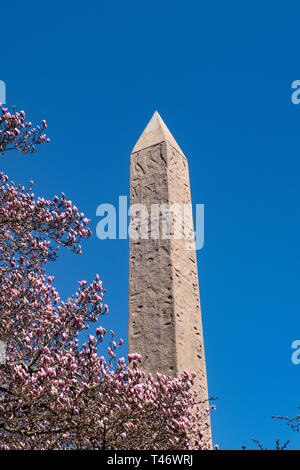 Cleopatra Needle obelisco è circondato da alberi di magnolia che fiorisce in primavera, al Central Park di New York, Stati Uniti d'America Foto Stock