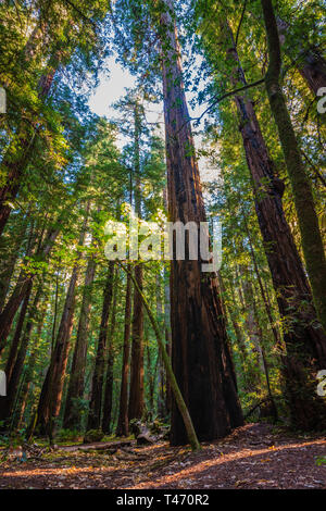 California Redwoods Armstrong Woods state Park Foto Stock