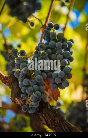 Lush Wine Uvaggio Clusters appeso in Vineyard Foto Stock