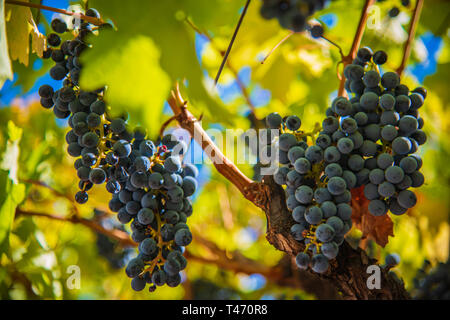 Lush Wine Uvaggio Clusters appeso in Vineyard Foto Stock