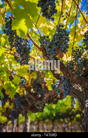 Lush Wine Uvaggio Clusters appeso in Vineyard Foto Stock