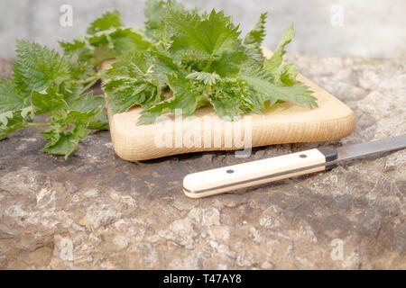 Pianta medicinale ortica fresco su un tagliere. ortica Foto Stock