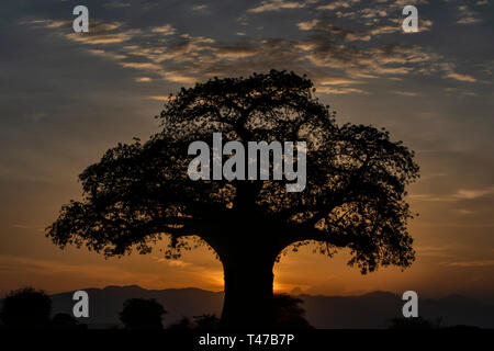 Baobab al tramonto Foto Stock