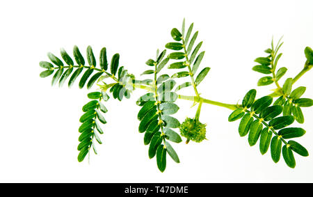 Piccole trappole erbaccia e foglie, isolato impianto di freschezza su sfondo bianco Foto Stock