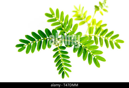 Piccole trappole erbaccia e foglie, isolato impianto di freschezza su sfondo bianco Foto Stock