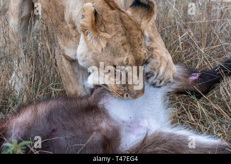 Due leonessa a mangiare la carne di waterbuck nel Maasai Mara triangolo dopo la caccia Foto Stock