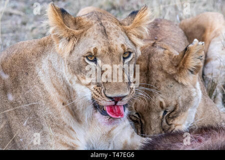Due leonessa a mangiare la carne di waterbuck nel Maasai Mara triangolo dopo la caccia Foto Stock