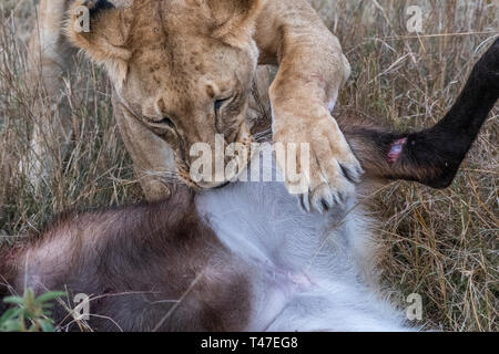 Due leonessa a mangiare la carne di waterbuck nel Maasai Mara triangolo dopo la caccia Foto Stock