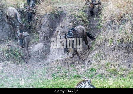 Gnu e zebre attraversando la terraferma durante la stagione migratoria nel Maasai Mara Foto Stock