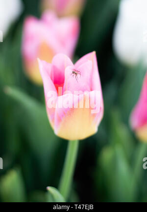 Pink Tulip Foto Stock