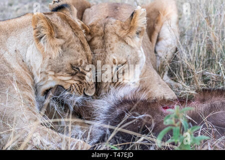 Due leonessa a mangiare la carne di waterbuck nel Maasai Mara triangolo dopo la caccia Foto Stock