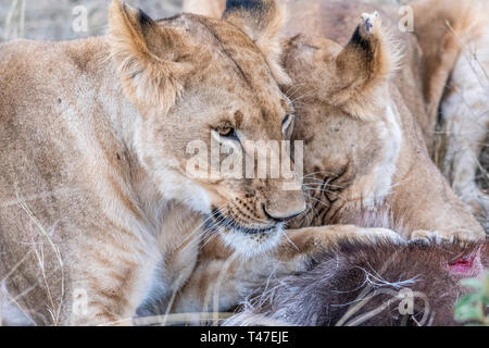Due leonessa a mangiare la carne di waterbuck nel Maasai Mara triangolo dopo la caccia Foto Stock