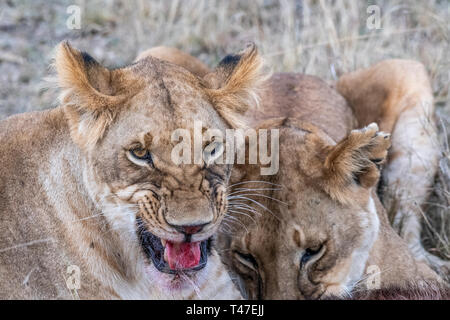 Due leonessa a mangiare la carne di waterbuck nel Maasai Mara triangolo dopo la caccia Foto Stock