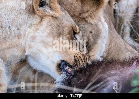 Due leonessa a mangiare la carne di waterbuck nel Maasai Mara triangolo dopo la caccia Foto Stock