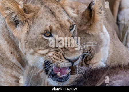 Due leonessa a mangiare la carne di waterbuck nel Maasai Mara triangolo dopo la caccia Foto Stock