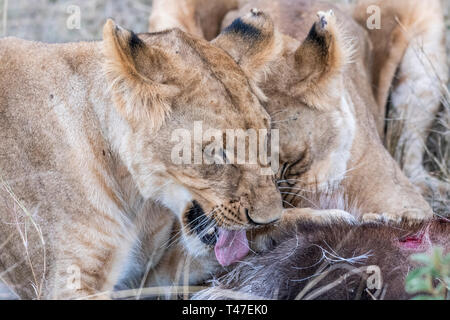 Due leonessa a mangiare la carne di waterbuck nel Maasai Mara triangolo dopo la caccia Foto Stock