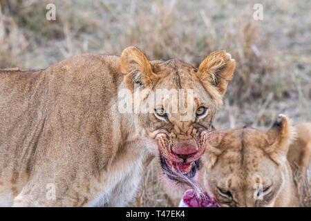 Due leonessa a mangiare la carne di waterbuck nel Maasai Mara triangolo dopo la caccia Foto Stock