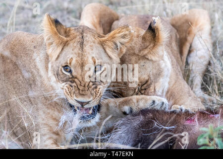 Due leonessa a mangiare la carne di waterbuck nel Maasai Mara triangolo dopo la caccia Foto Stock