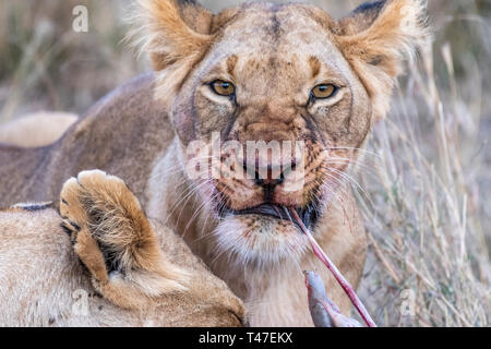 Due leonessa a mangiare la carne di waterbuck nel Maasai Mara triangolo dopo la caccia Foto Stock