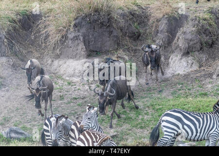 Gnu e zebre attraversando la terraferma durante la stagione migratoria nel Maasai Mara Foto Stock