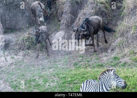 Gnu e zebre attraversando la terraferma durante la stagione migratoria nel Maasai Mara Foto Stock