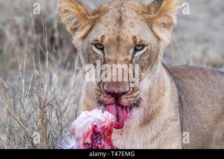Due leonessa a mangiare la carne di waterbuck nel Maasai Mara triangolo dopo la caccia Foto Stock