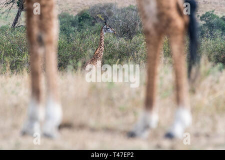 Le giraffe a piedi nella savana al giorno in luce il Masai Mara, Africa Foto Stock