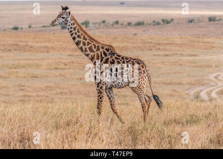 Le giraffe a piedi nella savana al giorno in luce il Masai Mara, Africa Foto Stock