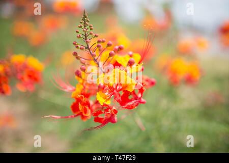 Orgoglio del fiore Barbados Foto Stock