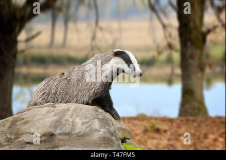 Close up badger su pietra nella foresta di primavera Foto Stock