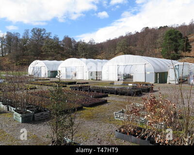 Scozia: Dundreggan station wagon, Tree Nursery Foto Stock