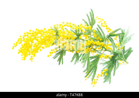 Molla di mimosa fiori ad albero Foto Stock