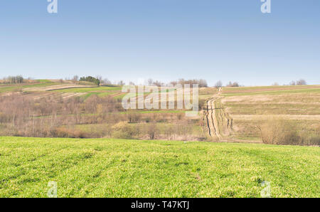 Righe verdi di giovani di frumento in campo agricolo in primavera Foto Stock