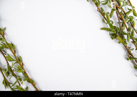 Verde rami della molla willow su uno sfondo bianco. Copia spazio in mezzo per il vostro testo, rametti di salice. Foto Stock