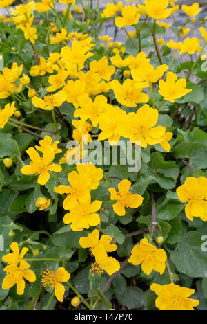 Marsh-calendula, kingcup, Caltha palustris Foto Stock