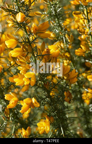 Sorprendente giallo gorse fiore nel sole di primavera. London, England, Regno Unito, Europa Foto Stock