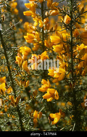 Sorprendente giallo gorse fiore nel sole di primavera. London, England, Regno Unito, Europa Foto Stock