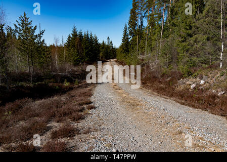 Strada di ghiaia in una foresta svedese primavera 2019 Foto Stock