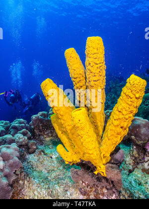 Panorama Reef, tubo giallo spugna (Aplysina fistularis)coral fire e Aplysina fistularis los Roques - Venezuela Foto Stock