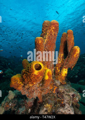 Panorama Reef, tubo giallo spugna (Aplysina fistularis)coral fire e Aplysina fistularis los Roques - Venezuela Foto Stock