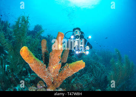 Donna subacquea subacqueo a los roques venezuela Foto Stock