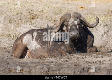 African buffalo (Syncerus caffer), maschio adulto giacente in un fango secco foro a un waterhole, Kruger National Park, Sud Africa e Africa Foto Stock