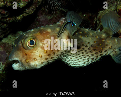 Giallo maculato burrfish. (Cyclithys spilostylus) Foto Stock