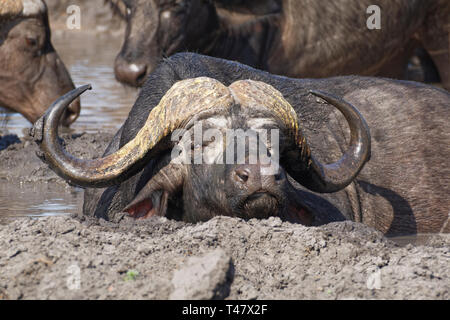 Bufali africani (Syncerus caffer), maschio adulto giacente in acqua fangosa, tra la mandria, a waterhole, Kruger National Park, Sud Africa e Africa Foto Stock