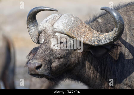 African buffalo (Syncerus caffer), maschio adulto in piedi in un waterhole, avviso Kruger National Park, Sud Africa e Africa Foto Stock